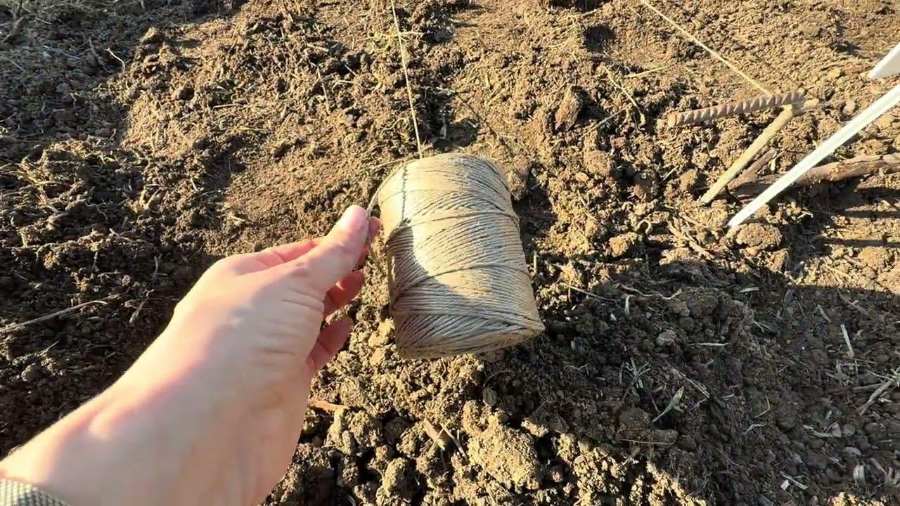 Jak mieć prosty, jędrny korzeń marchwi? Sprawdzone sposoby w uprawie marchwi KROK PO KROKU 🥕🥕🥕