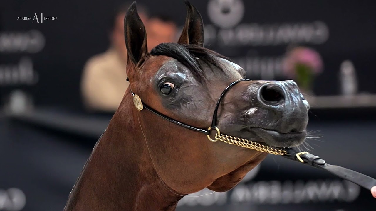 ⚡ WF GAWIN ⚡ European Gold Champion Yearling Colt⁣, 2021 VERONA EUROPEAN CHAMPIONSHIP