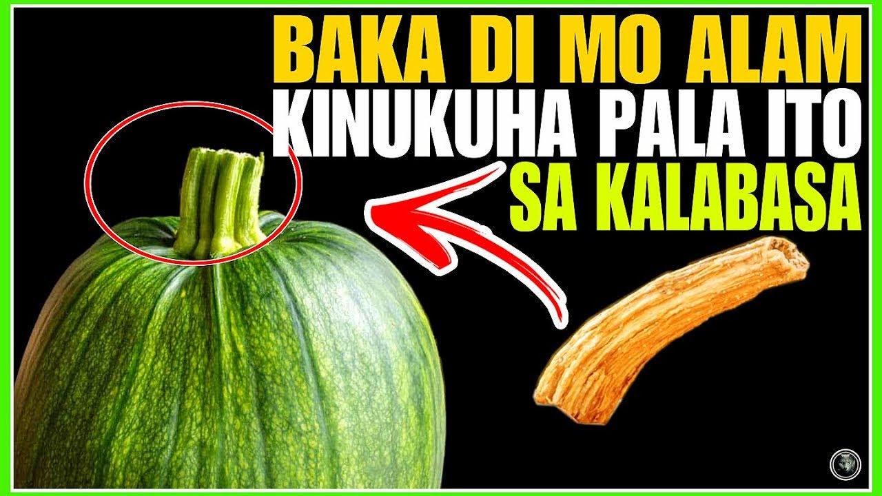 BAKA ITINATAPON MO LAMANG ANG MGA ITO PWEDE PA PALA PAKINABANGAN AT ISANG PANGONTRA | Bhes tv