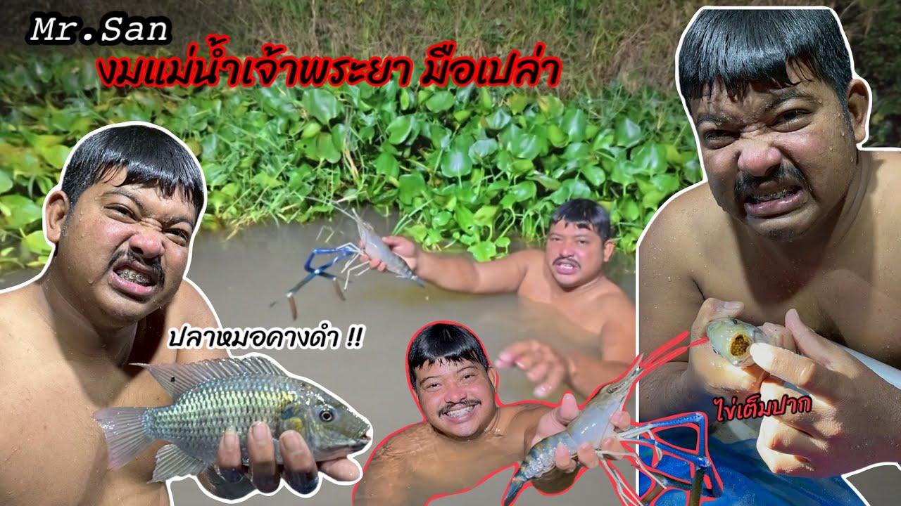 ปลาหมอคางดำมาได้ใง !!! งมกุ้งแม่น้ำอยู่ดีๆ ??? #มิสเตอร์สันฟิชชิ่ง  