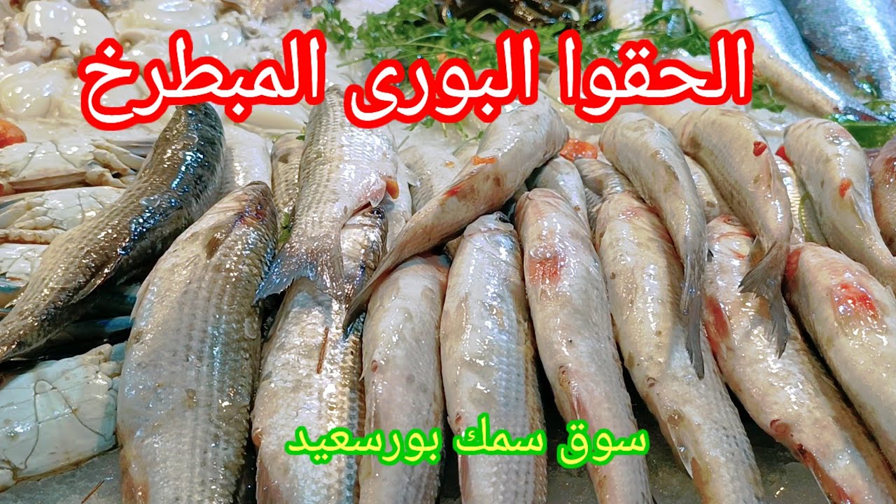 اسعار السمك والبورى المبطرخ 🐠اليوم فى سوق سمك بورسعيد الجديد🐬 تحديث يوم