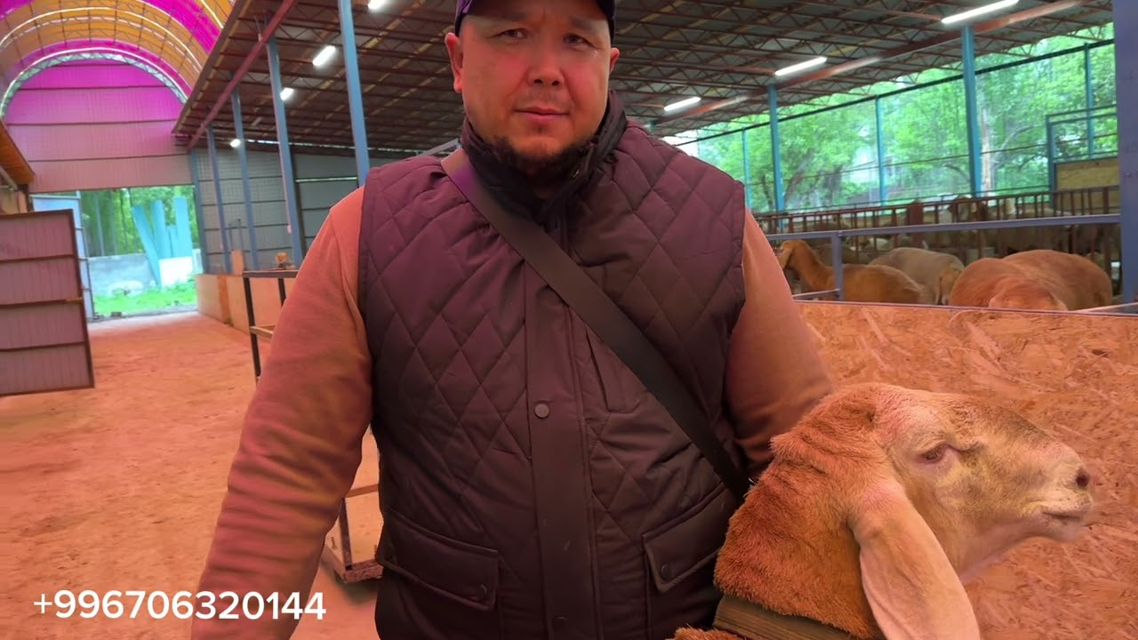 Хозяйства КЕРЕМЕТ Чуйская область Чуйский район посёлок Султан +996706 320 144 Качкинбаев Айбек💵💸✈️