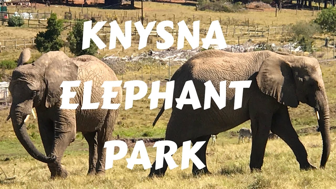 Knysna Elephant Sanctuary In South Africa.