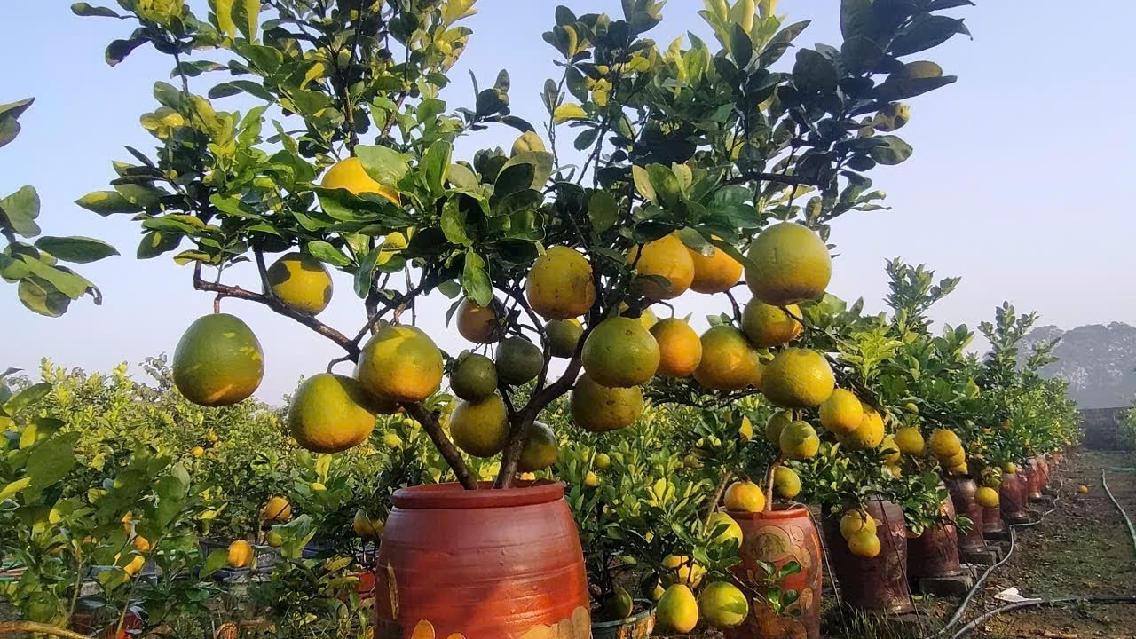 Kinh Nghiệm Trồng Và Chăm Sóc Cây Bưởi Cảnh Phần 1