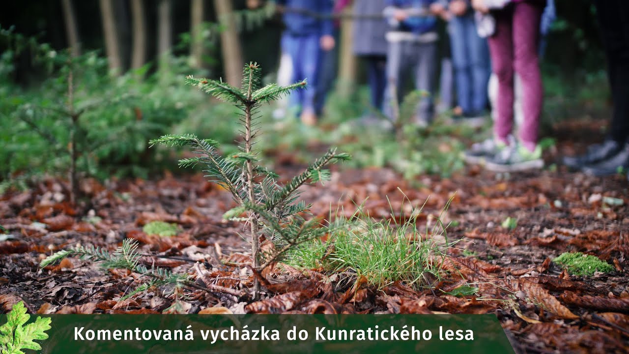 Lesy hl. m. Prahy: Jaké byly Dny stromů v Praze 2022