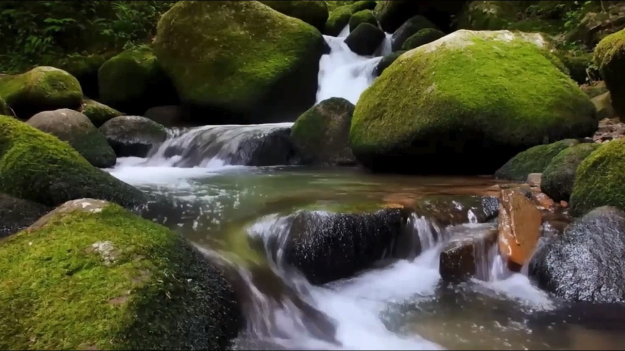 Forest sounds fornervous system regulation.Flowing Water for Deep Relaxation!Dailycalmtomychannel#1