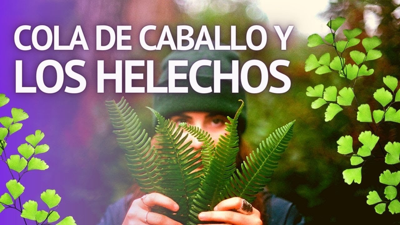 USO MEDICINAL Y MÁGICO DE LOS HELECHOS y COLA DE CABALLO(Dryopteris, asplenium, Athyrium, Cythea)