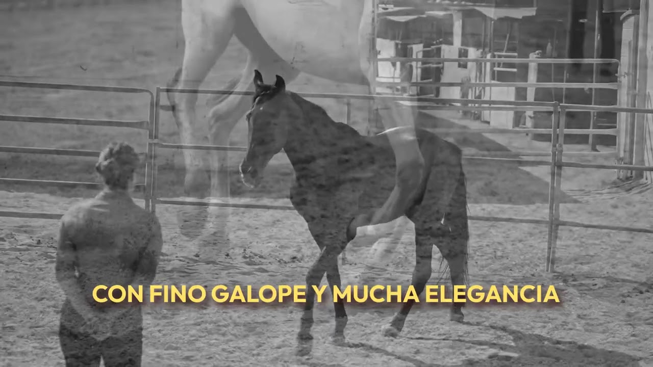 CABALLO PASO FINO