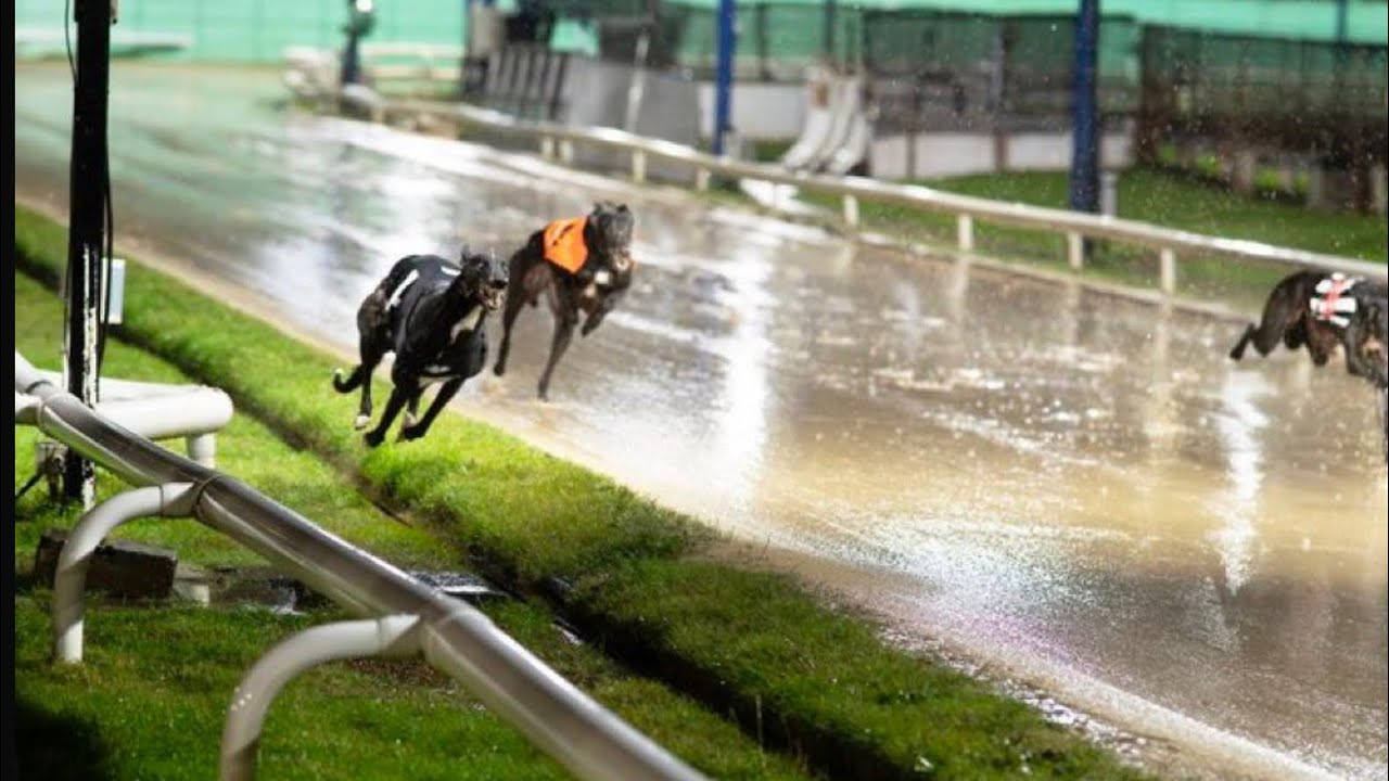 The Futures Bright - Training Greyhound’s Ep. 58