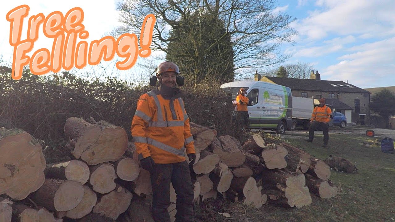 Felling Conifer Trees [UK Tree Surgery]