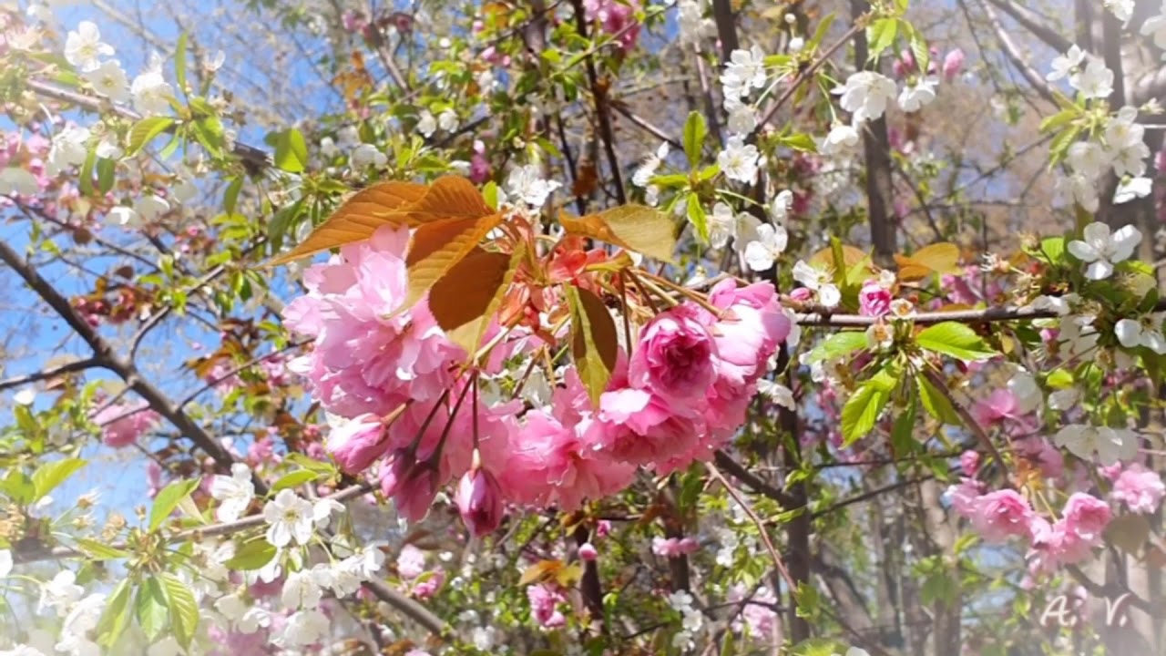 Edward Grieg  The Last Spring