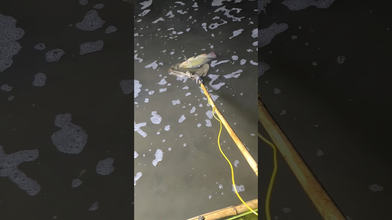 fishing inverter river short #tarndengfishspecies