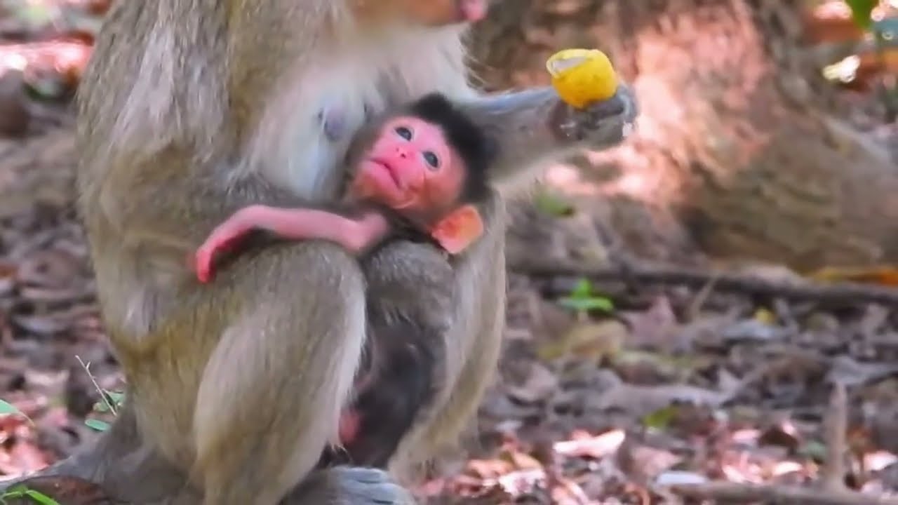 OMG! Baby Monkey's First Steps Are Too Cute For Words