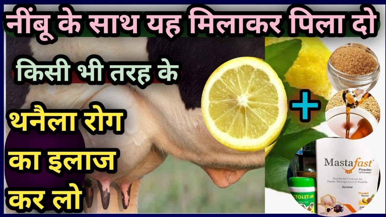 👉नींबू के साथ यह मिलाकर पिला दो👌||किसी भी तरह के थनैला रोग का इलाज कर लो||Mastitis Treatment