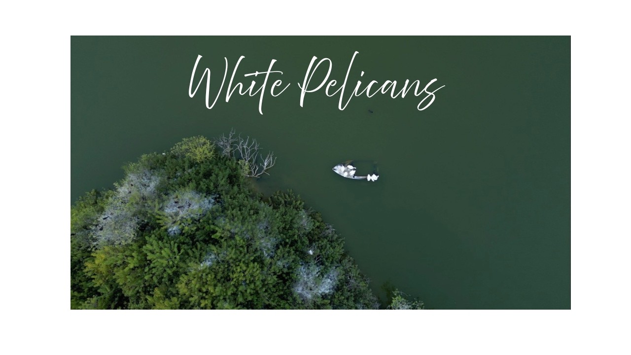 White Pelicans