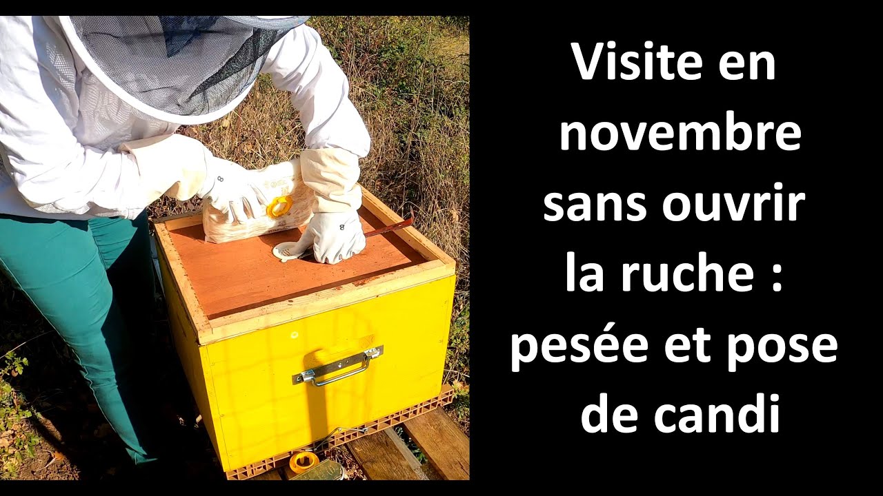 Visite de novembre SANS OUVRIR la ruche : pesée et pose de candi