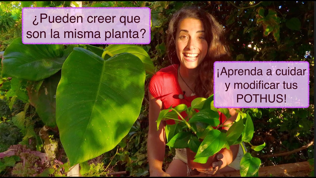 POTUS, POTHOS: Secretos y como cuidar propiamente