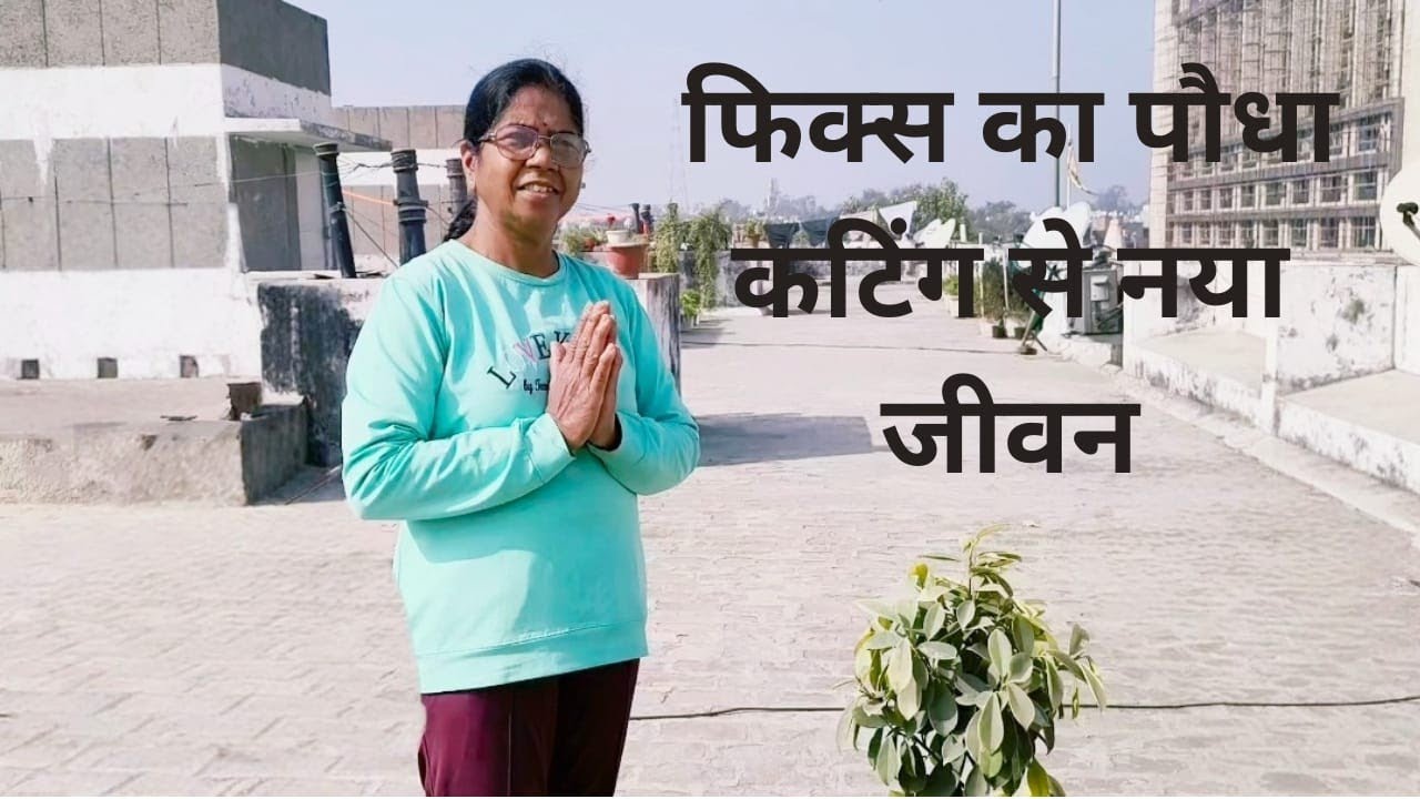 फिक्स की कटिंग करके पुरानी जड़ें हटाकर मिट्टी और गोबर की खाद में नया पौधा  तैयार किया 🌿# आराम बागवान