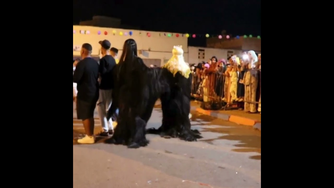 حفل بوجلود بيدماون بيلماون بحي تدارت boujlod taddrat charije 2024