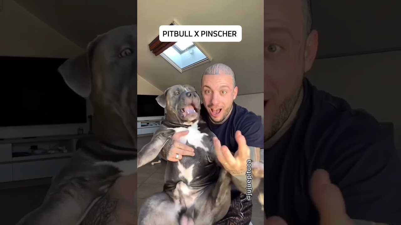 PITBULL X PINSCHER #pinscher #humor #pets #pitbull