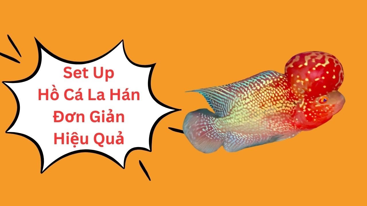 Set Up Hồ Tại Cá La Hán Đại Lâm Mộc