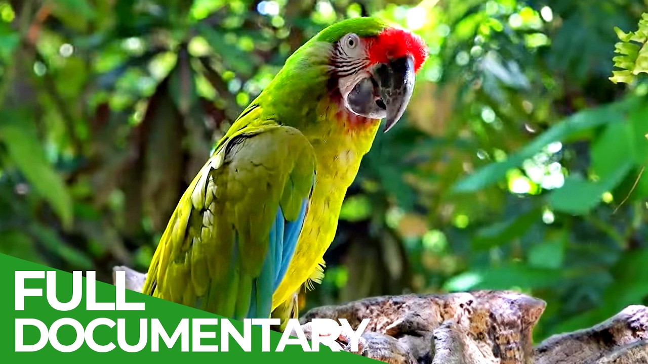 Our Nature: Symphony of Life |&nbsp;Free Documentary Nature