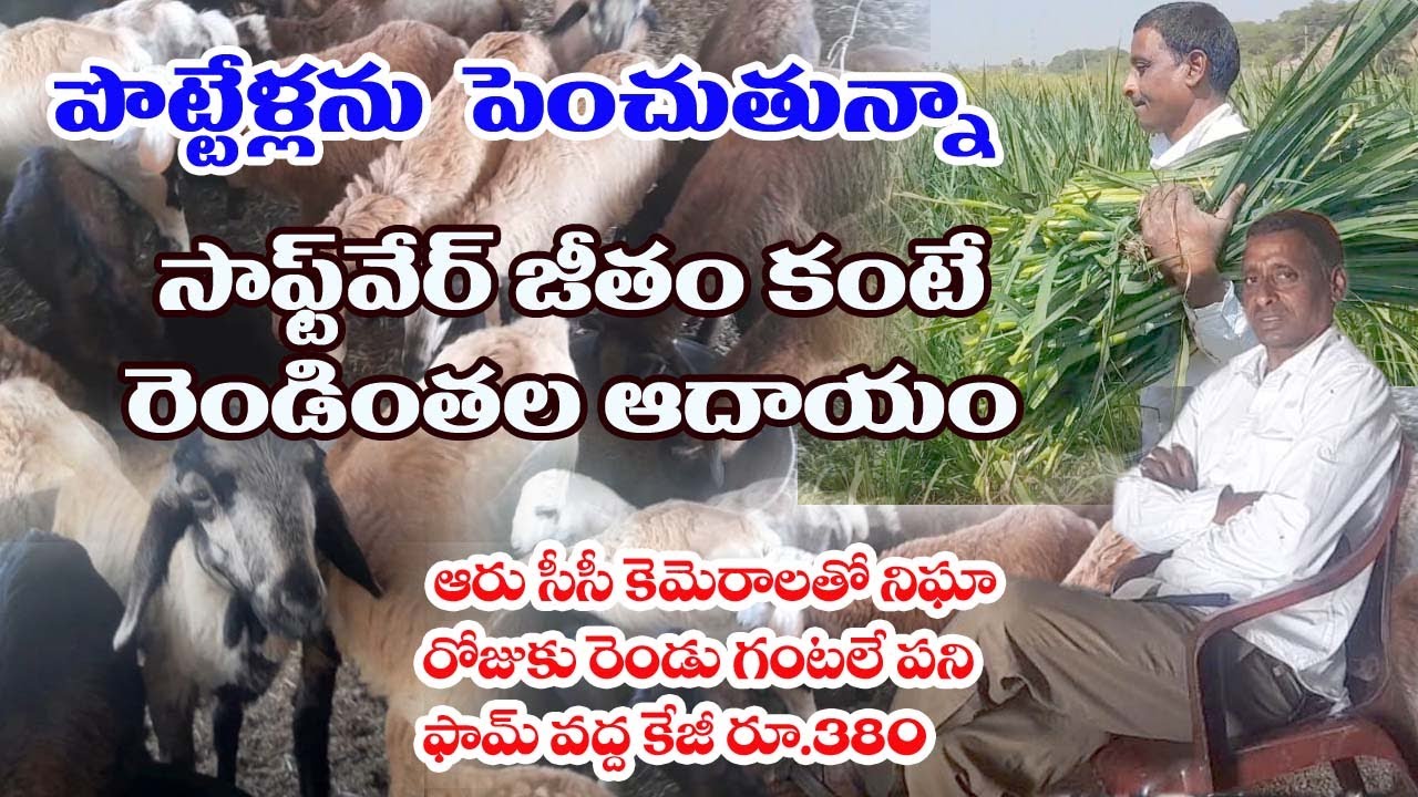 పొట్టేళ్ల‌ను పెంచితే ఎంత లాభమో తెలుసా..?| సాఫ్ట్వేర్ కంటే రెండింతల ఆదాయం|#Sheep| మ‌న వ్య‌వ‌సాయం