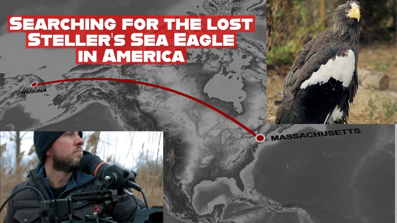 Searching for the Lost Steller's Sea Eagle in America, 5,000 Miles From its home