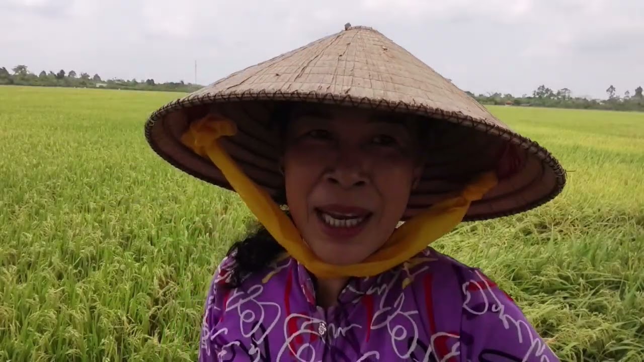 Ra đồng lúa vàng tát ao bắt cá làm bữa cơm trưa cùng mình nha./CLMT