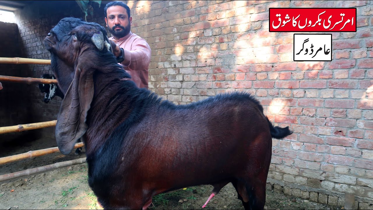 Amritsari Goats For Breeding And Fattening Amir Dogar Lahore 2023