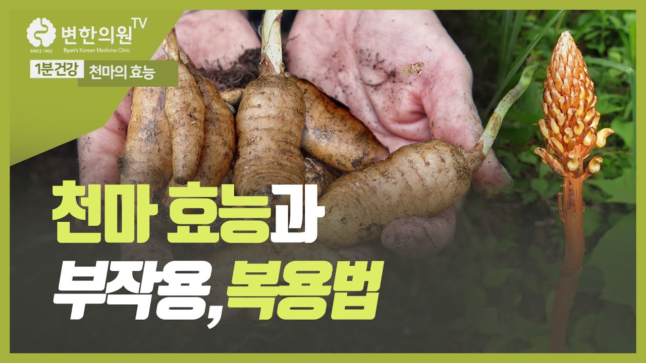 [1분 건강] 두통, 어지럼증에 좋은 천마 효능 #천마 부작용 복용방법