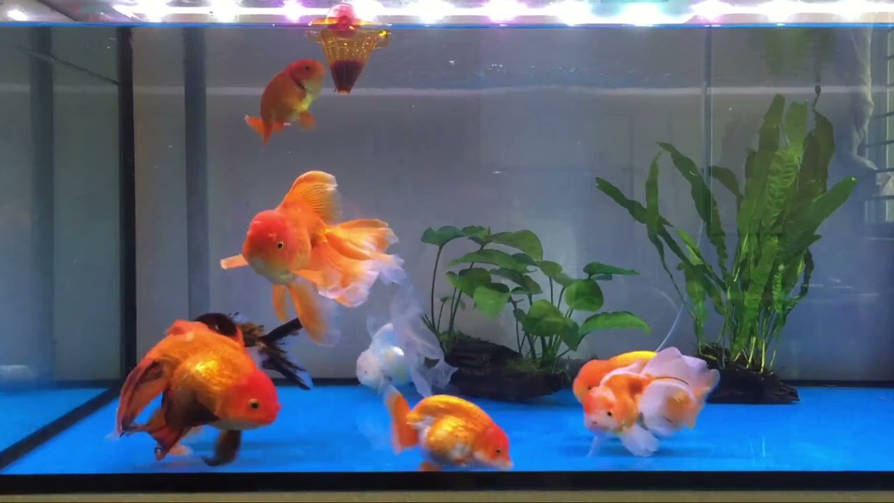 Goldfish Feeding in a 4-ft Tank #goldfish #feeding