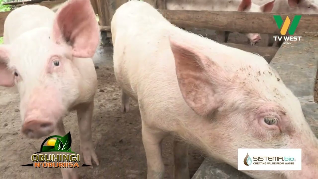 Obuhingi N'oburiisa: MIXED FARMING na Maj Bernard Tugume 