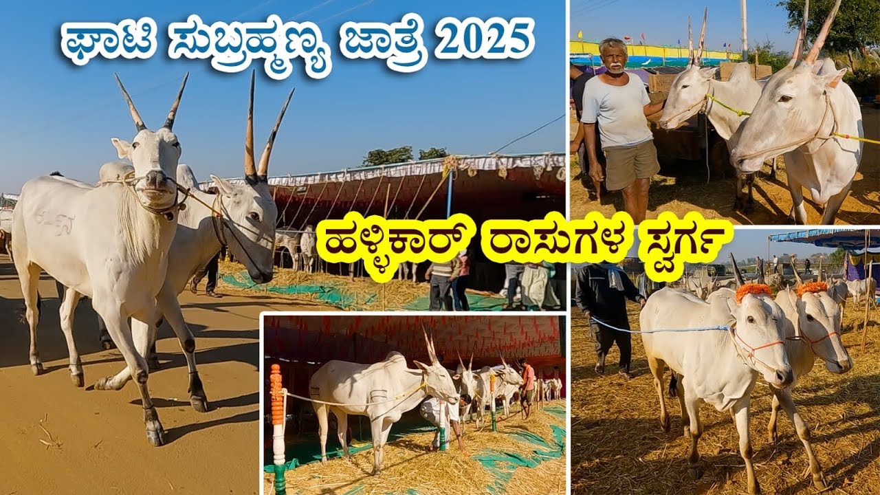 Ghati jatre 2025 - Heaven of Hallikar