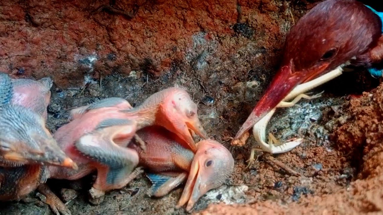 KELAPARAN ‼️SAUDARA JADI KORBAN SARANG PENUH KEKACAUAN