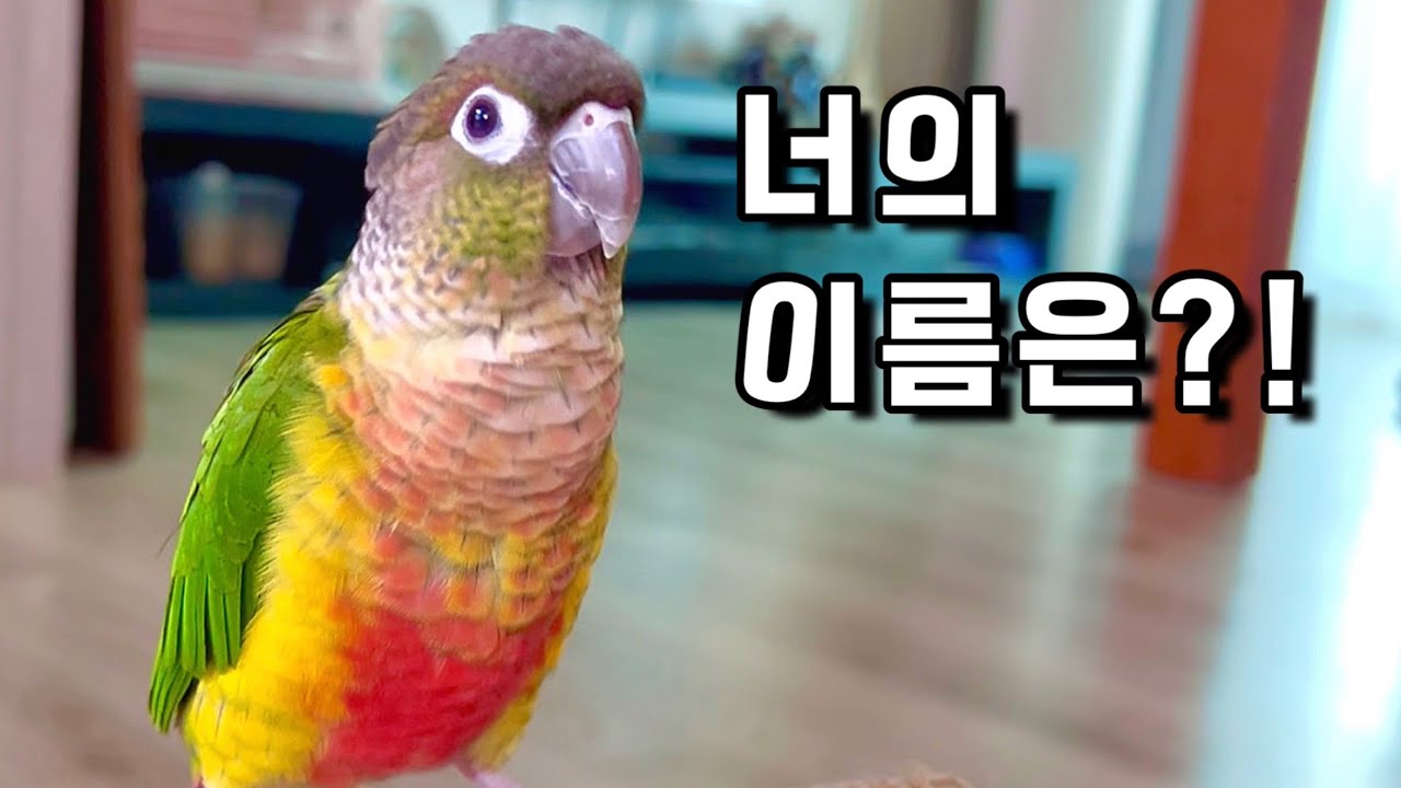 형제중 혼자남겨진 아기앵무새! 너의이름은?#앵무새키우기 #반려동물 