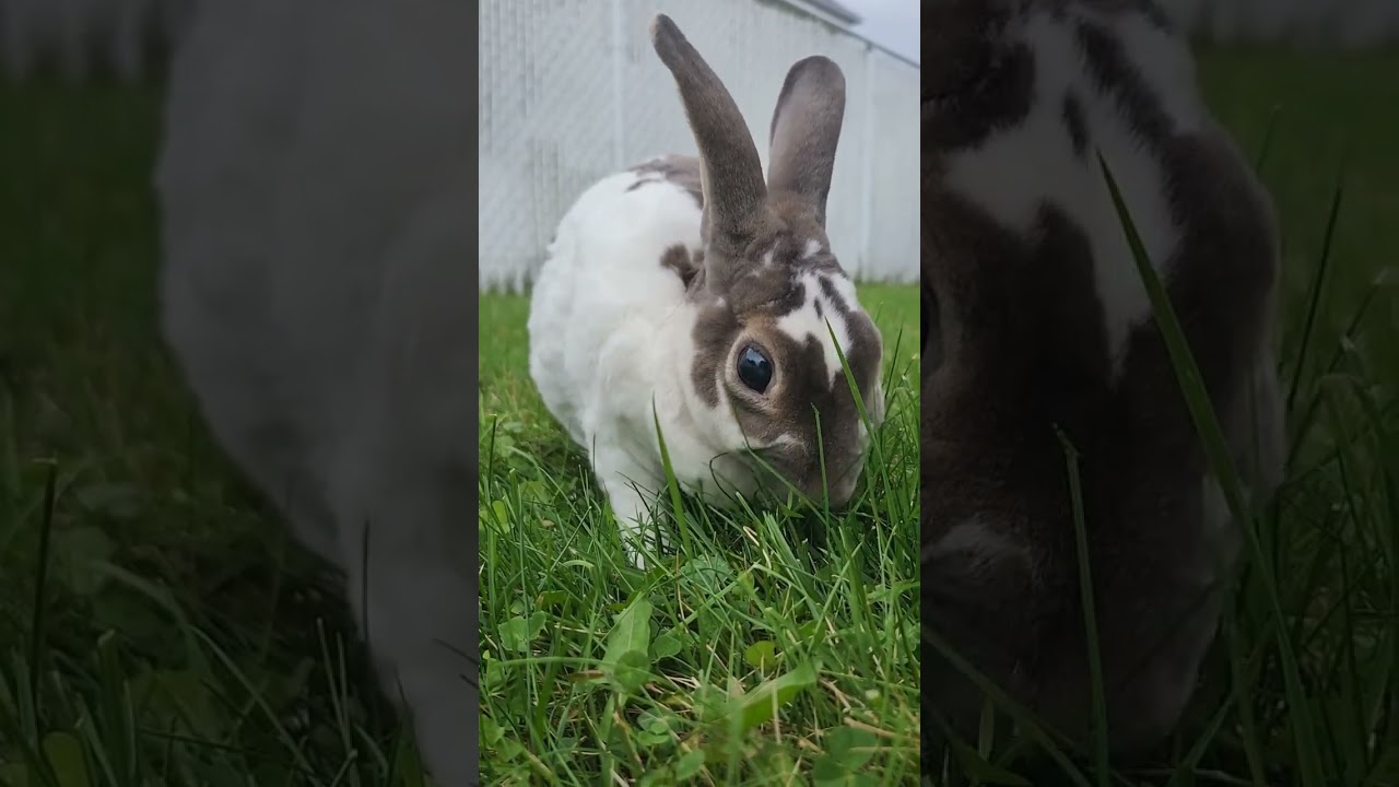 Sweet Bonnie 😍 #bunny #rabbit #bun #Bonnie #TheBunNest #Shorts