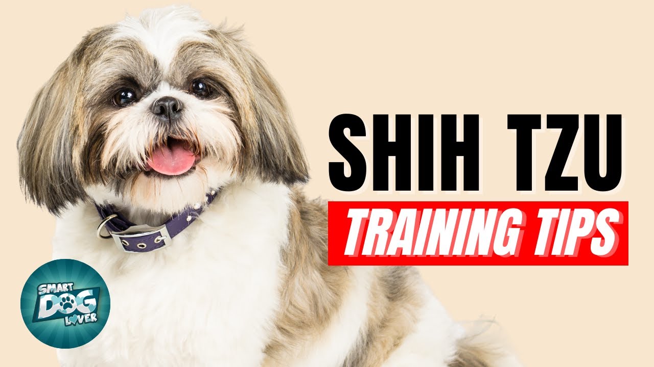 How to Train Your Shih Tzu | Best Shih Tzu Puppy Training Tips