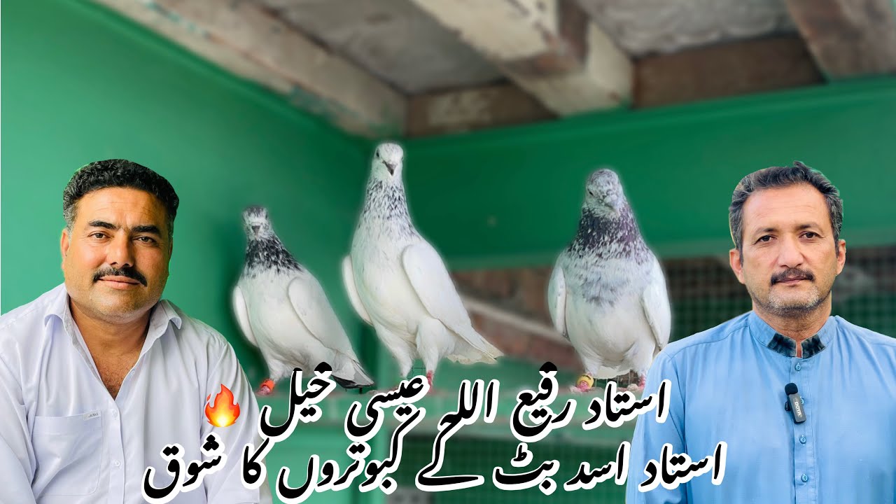 استاد رفیع اللہ عیسی خیل استاد اسد بٹ کے کبوتروں کا شوق کرتے ہوئے | نایاب بلڈ لائن 🕊️�