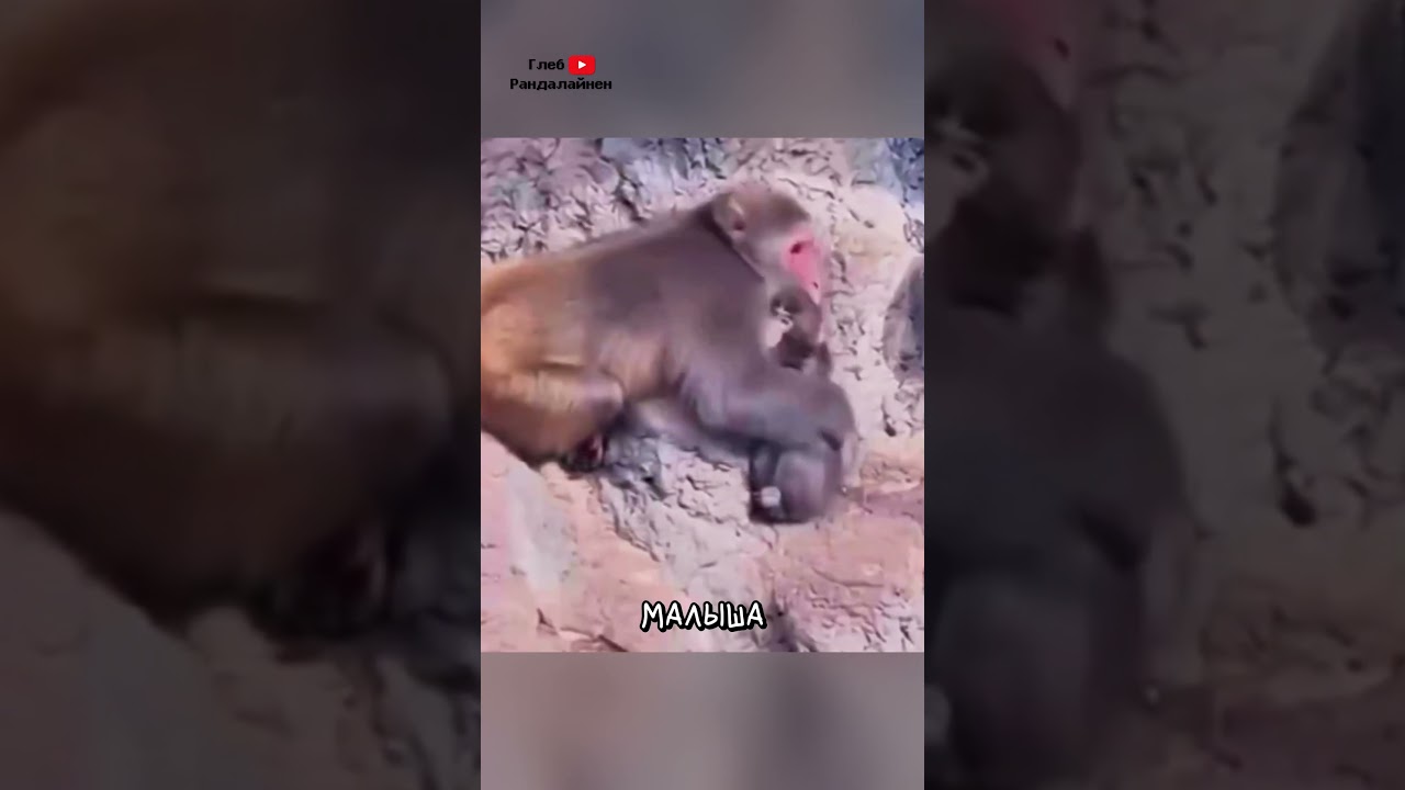 Good news about Punch the monkey 🙈