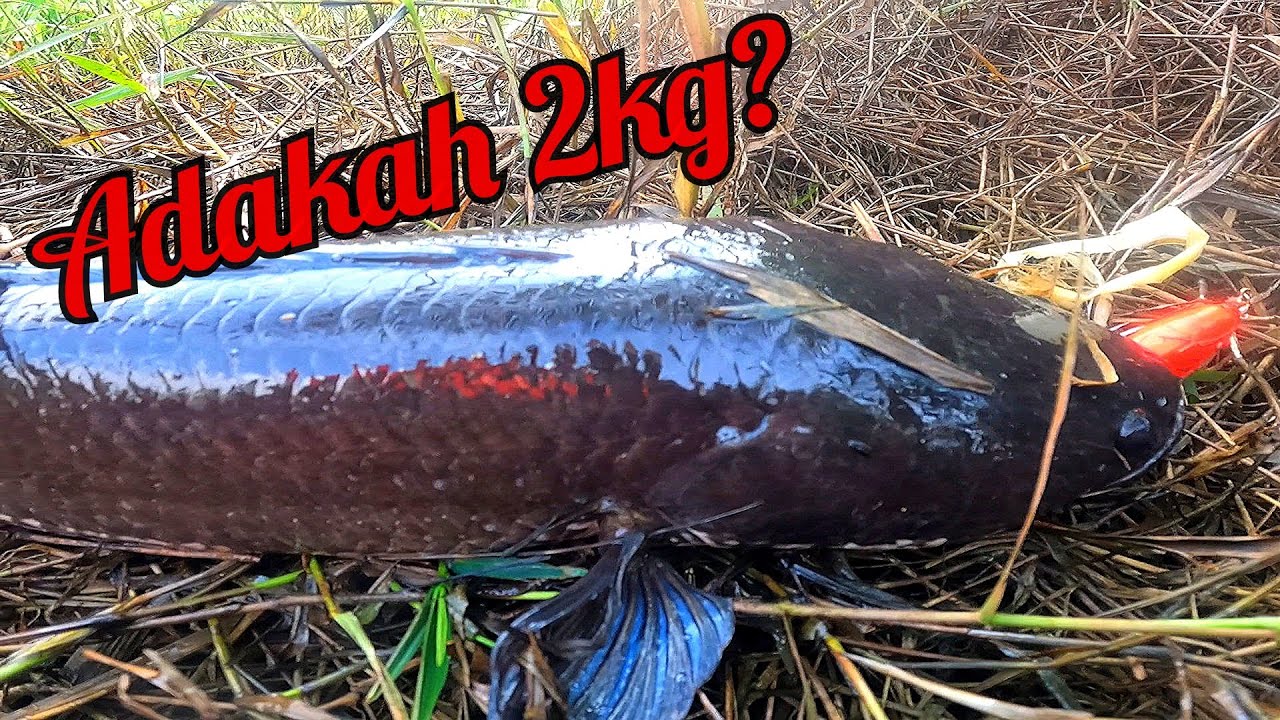 Haruan mega_rezeki Tanpa diduga #haruan #babon #fishing #snakehead
