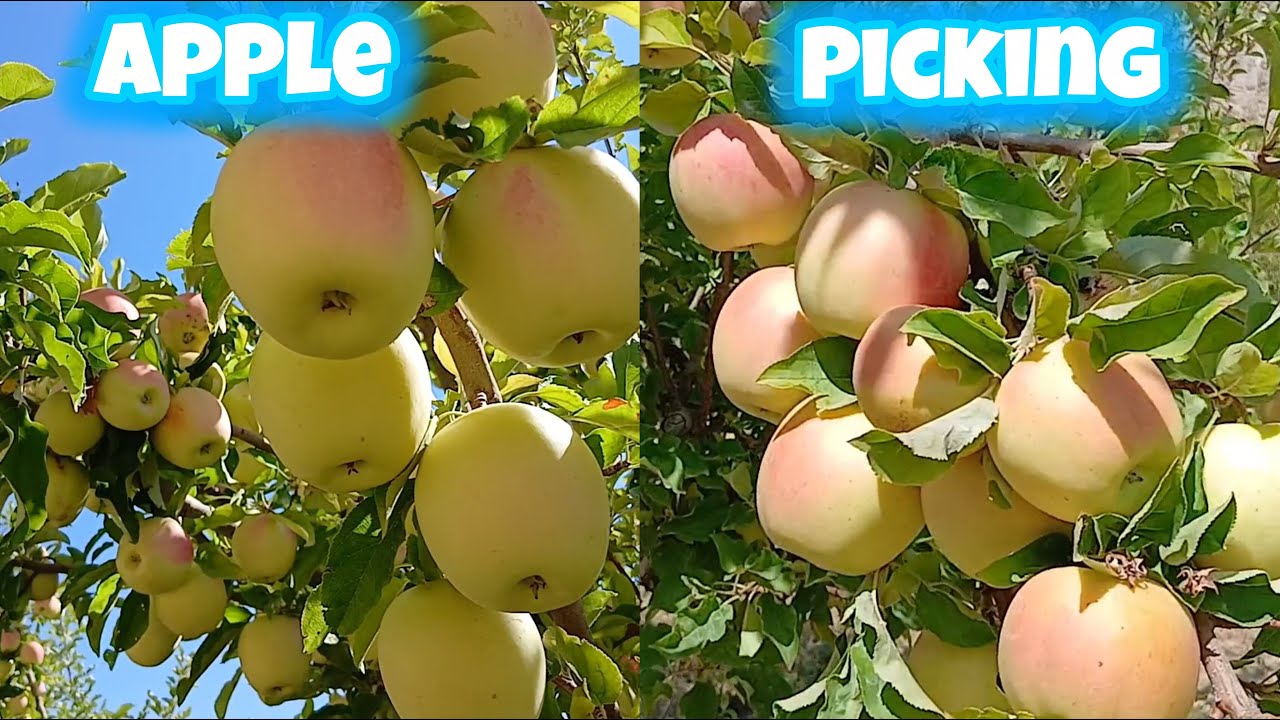 Picking yellow apple in beautiful garden