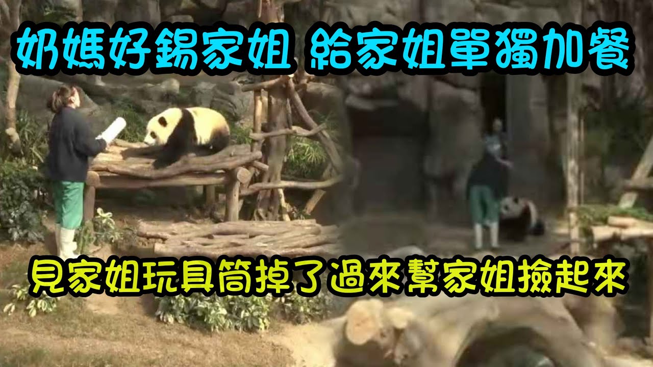 2月6日  家姐睡醒午覺，奶媽好寵幾次幫家姐撿起來玩具筒，給家姐單獨加餐喇#panda #大熊貓家姐細佬 #大熊貓加加得得