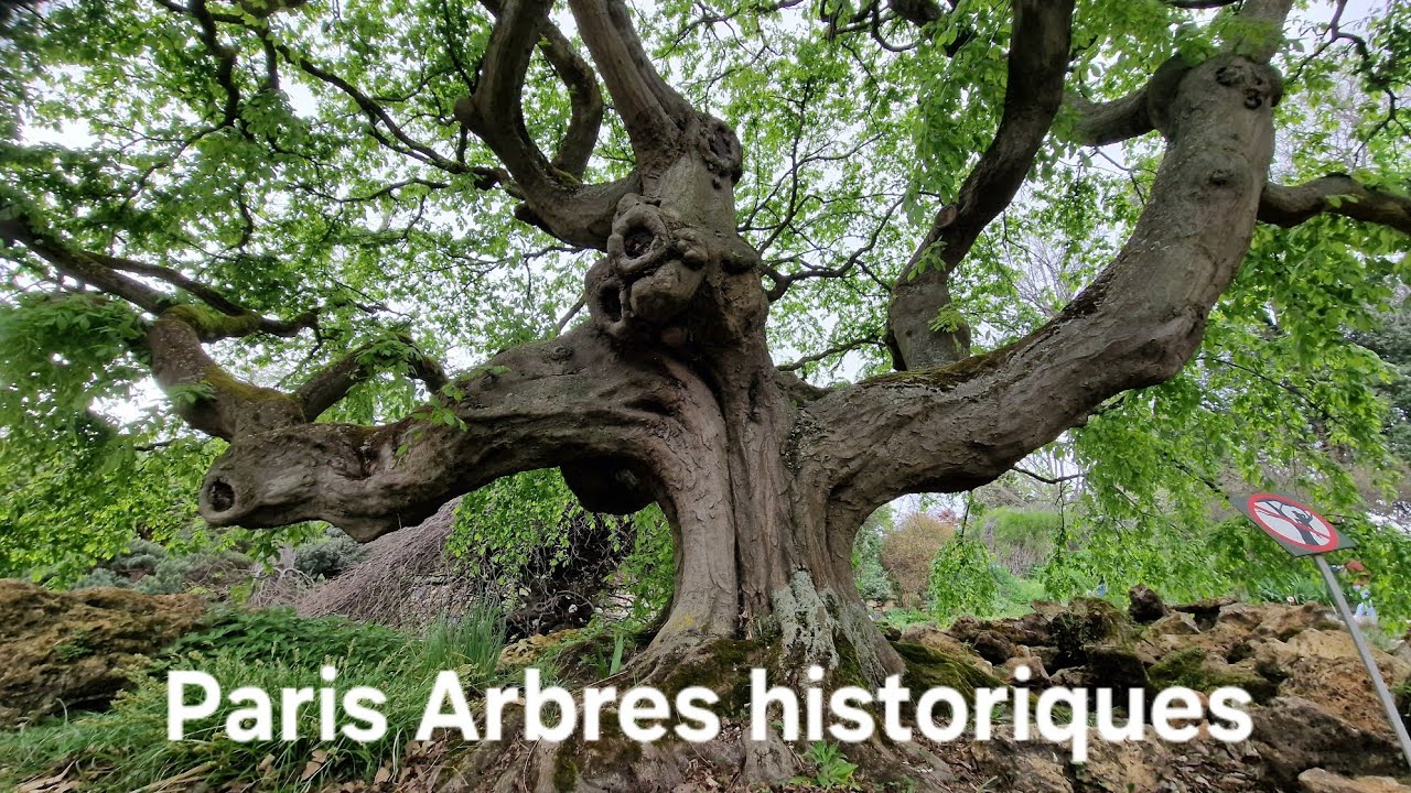 LES ARBRES HISTORIQUES du JARDIN DES PLANTES de PARIS