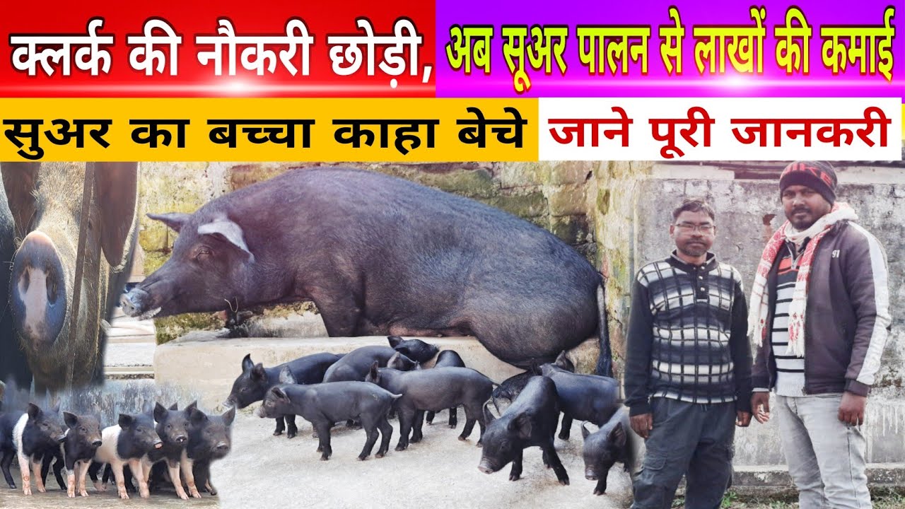 क्लर्क की नौकरी छोड़कर || अब सूअर पालन से || लाखो की कमाई || Rj farmer 2025 