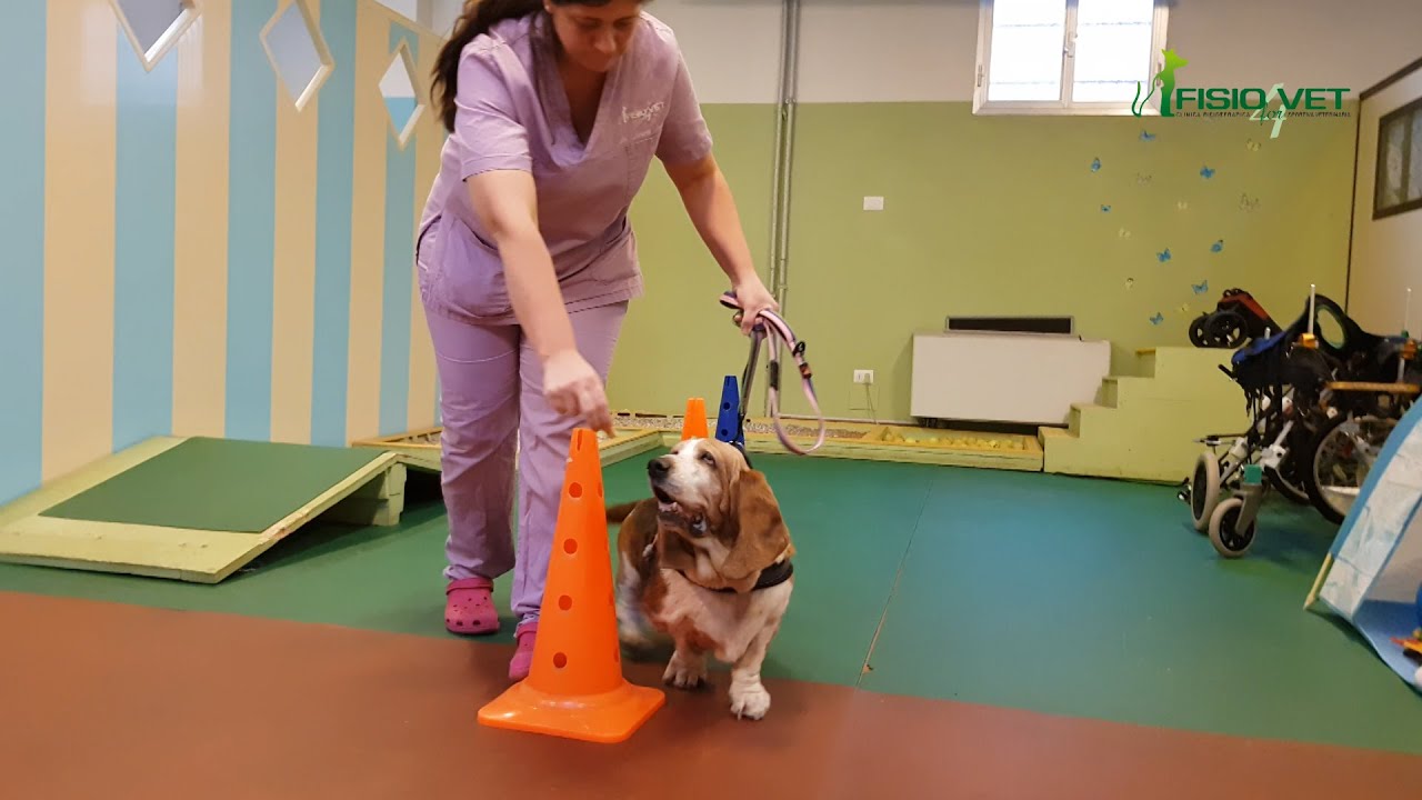 Esercizi attivi da fare a casa con il tuo cane per mantenerlo in forma