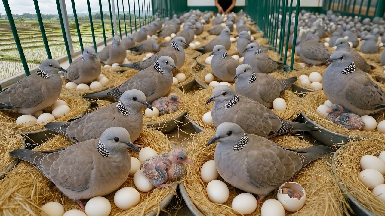 How to Raise Pigeons for Meat and Eggs | Organic Pigeon Farming Process