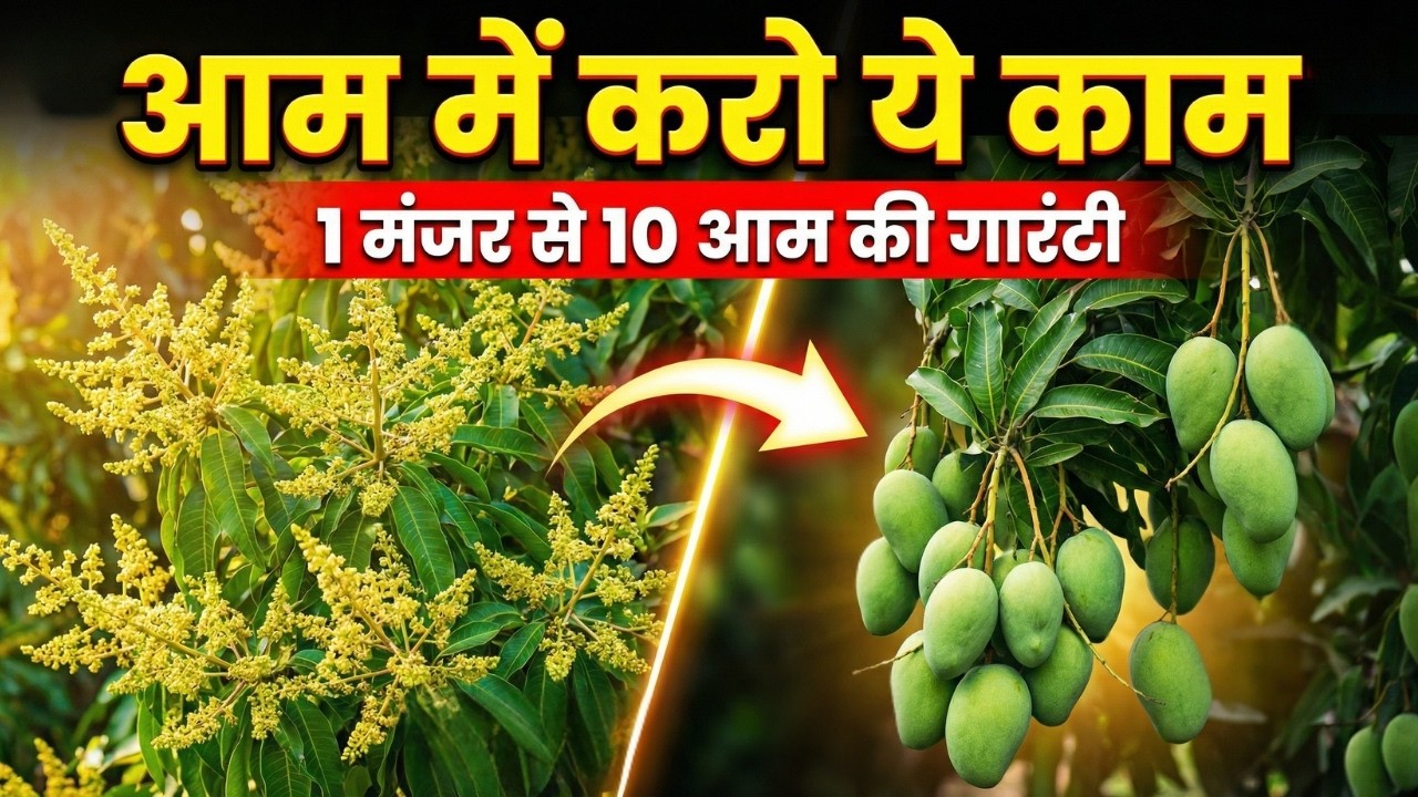 आम में मंजर और फल बचाने का सही तरीका ✔ गलती की तो 100% नुकसान