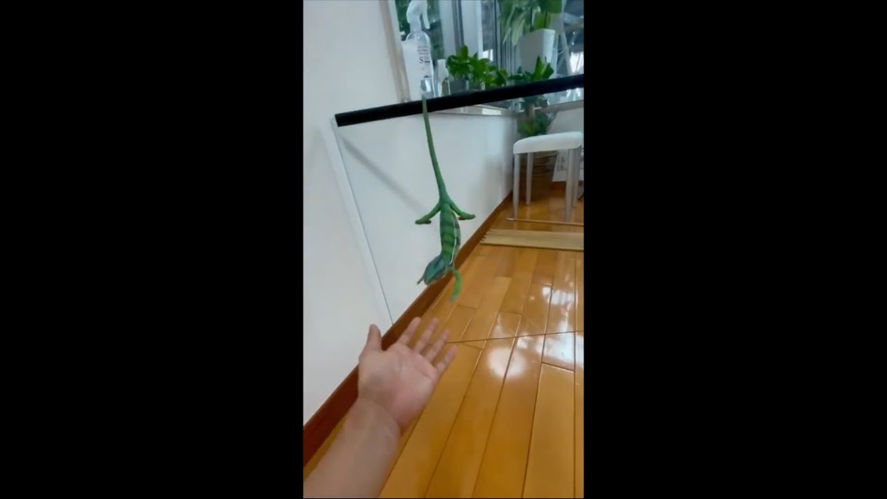 Chameleon Climbing Down Glass Reaches Out to Owner Hand