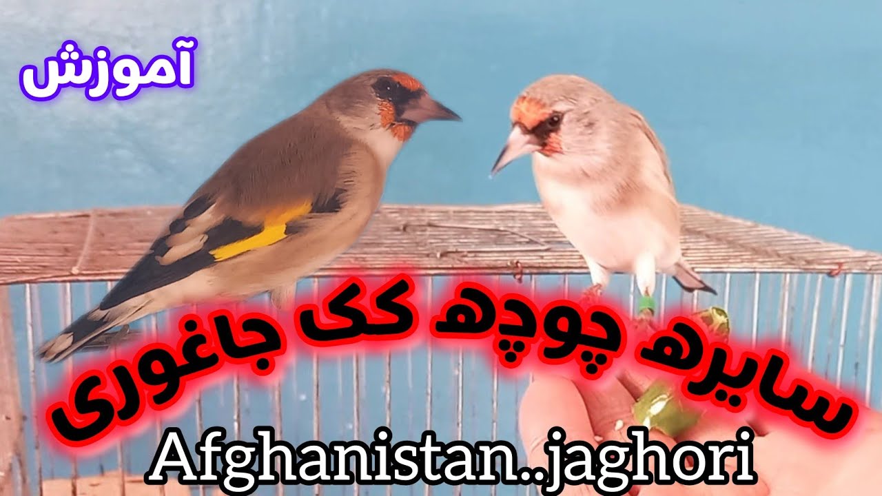 ویدیو های سایره چوچه کک جاغوری آموزشی 